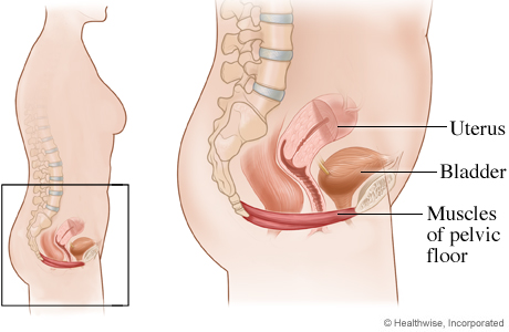 Physiotherapy  interventions for women with pelvic floor disorders: A literature review